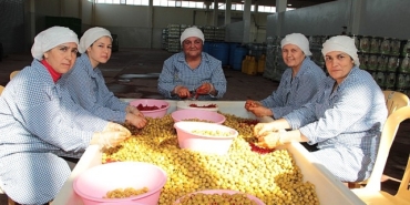 sofralik-zeytin-ihracati-200-milyon-dolara-kosuyor.jpg