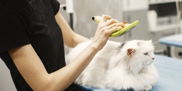 İzmir Veteriner (17)