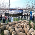 buyuksehirden-ureticilere-damizlik-koc-destegi.jpg