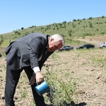 nilufer-belediyesi-konakliya-800-zeytin-fidani-dikti.jpg