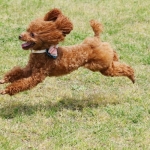toy poodle (3)