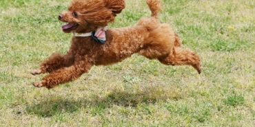 toy poodle (3)