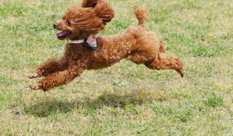 Aile Dostu Bir Irk: Toy Poodle ile Tanışın