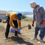 buyuksehirin-tarim-destekleri-ureticiyi-sevindirdi.jpg