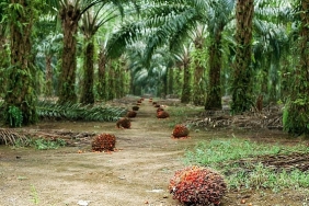 surdurulebilir-palm-yagi-az-alanda-cok-uretim-yaklasimiyla-cevreci-bir-cozum-sunuyor.jpg