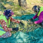 burhaniyede-zeytin-hasadi-basladi.jpg