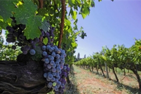 izmir-bagcilik-mirasini-koruyan-iter-vitis-rotasina-katildi.jpg