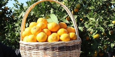 satsuma-mandalinanin-ihracat-yolculugu-17-ekimde-basliyor.jpg