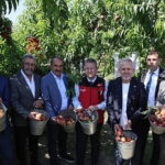 seftali-ve-nektarinde-hasat-zamani.jpg